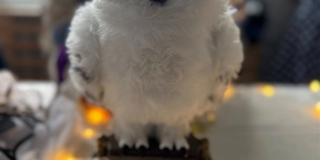 Powiększ grafikę: wrozby-659487.jpg